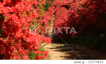 徳仙丈山のツツジ 徳仙丈山のツツジ 53174853