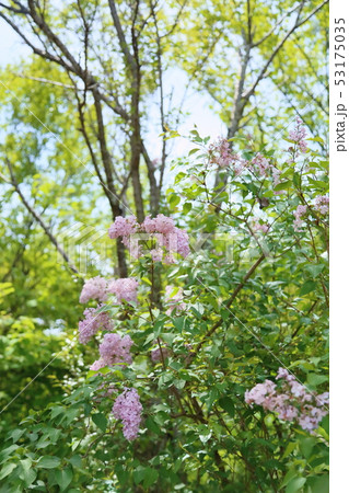 ライラックの花 53175035
