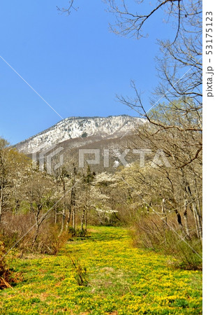リュウキンカの花咲く御鹿湿原 53175123