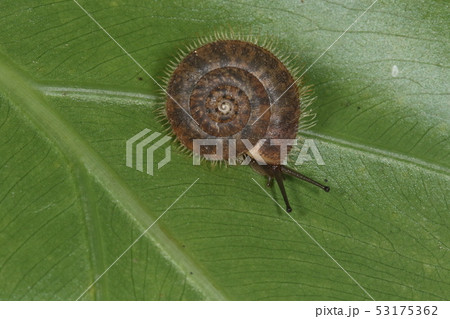 生き物　陸貝　クロイワオオケマイマイ、八重山のカタツムリ。成長すると殻が四～五センチになる大型種 53175362