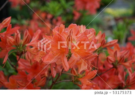 レンゲツツジの花 53175373