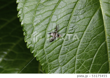 ミツボシハマダラミバエ ミツボシハマダラミバエ 53175455
