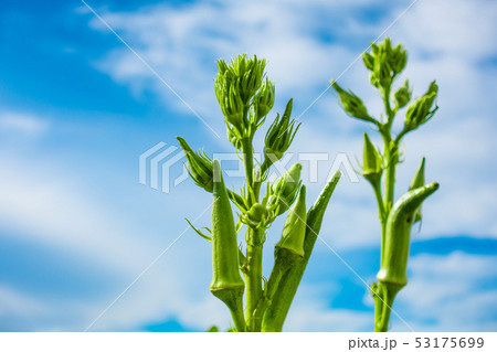 オクラの花と実 オクラの花と実 53175699