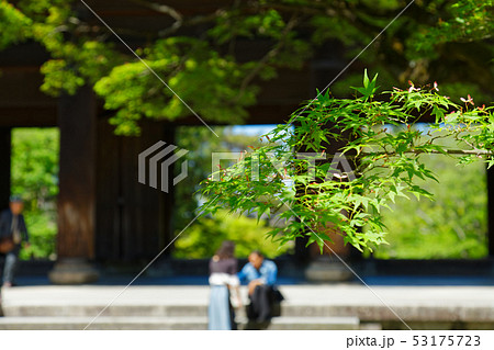 若葉と新緑の南禅寺　三門 53175723