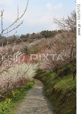 七折梅まつり 七折梅まつり 53175772