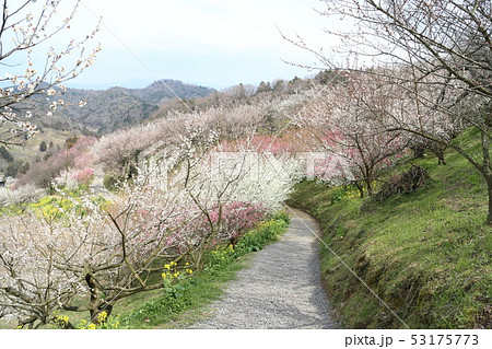 七折梅まつり 53175773