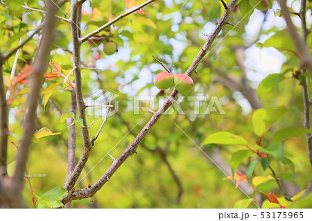 梅の実　色づく 53175965