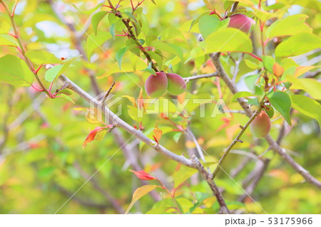 梅の実　色づく 53175966