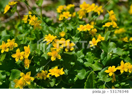 リュウキンカの黄色い花 53176346