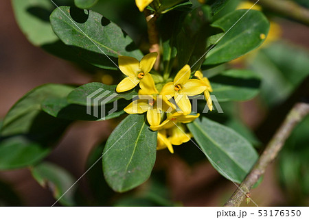 ナニワズの黄色い花 ナニワズの黄色い花 53176350