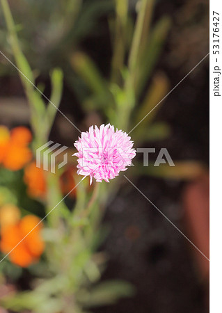 雨に濡れたヤグルマギクのピンク色花 雨に濡れたヤグルマギクのピンク色花 53176427
