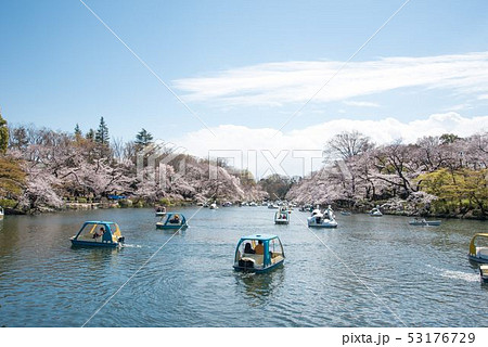 井の頭公園の桜 53176729