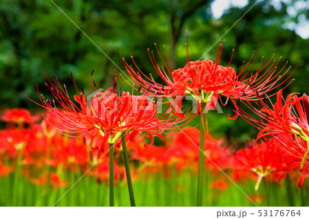 埼玉県日高市 巾着田 曼珠沙華の群生 53176764