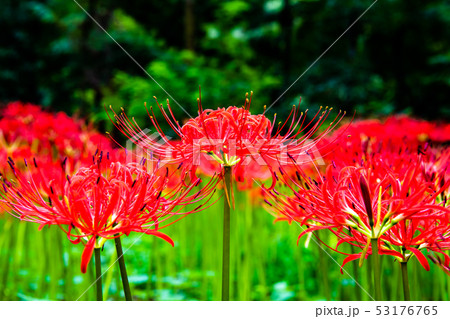 埼玉県日高市 巾着田 曼珠沙華の群生 53176765