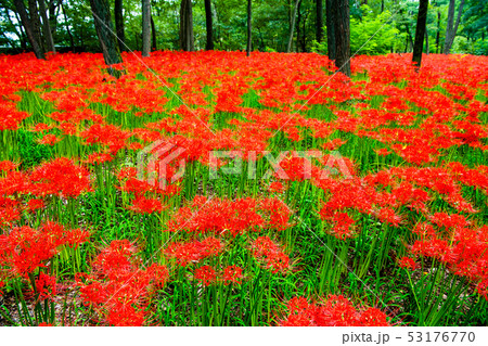 埼玉県日高市 巾着田 曼珠沙華の群生 埼玉県日高市 巾着田 曼珠沙華の群生 53176770
