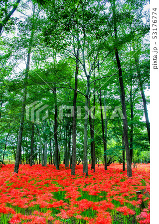 埼玉県日高市 巾着田 曼珠沙華の群生 53176774