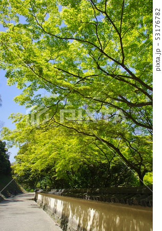 新緑の西の丸庭園　和歌山城公園　和歌山県和歌山市 53176782