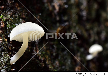 White mushroom on a tree. White mushroom on a tree. 53176881