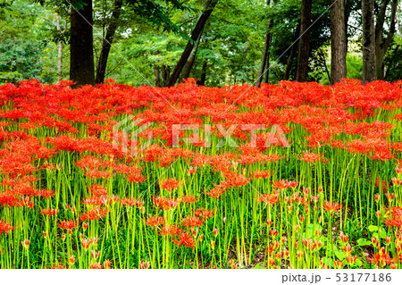 埼玉県日高市 巾着田 曼珠沙華の群生 埼玉県日高市 巾着田 曼珠沙華の群生 53177186