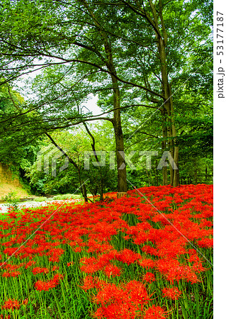 埼玉県日高市 巾着田 曼珠沙華の群生 埼玉県日高市 巾着田 曼珠沙華の群生 53177187