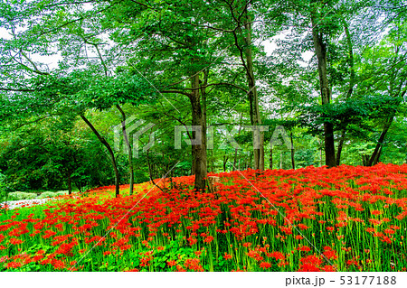 埼玉県日高市 巾着田 曼珠沙華の群生 53177188