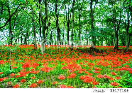 埼玉県日高市 巾着田 曼珠沙華の群生 53177193
