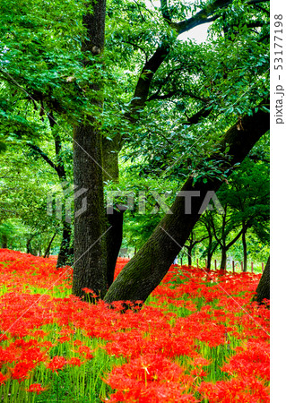 埼玉県日高市 巾着田 曼珠沙華の群生 53177198
