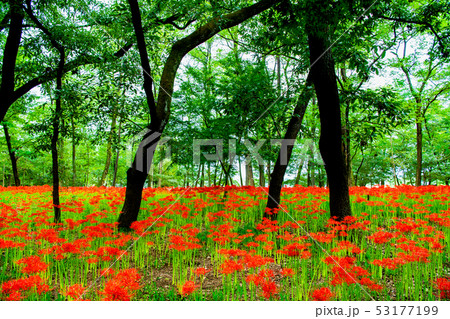 埼玉県日高市 巾着田 曼珠沙華の群生 53177199
