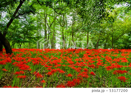 埼玉県日高市 巾着田 曼珠沙華の群生 53177200