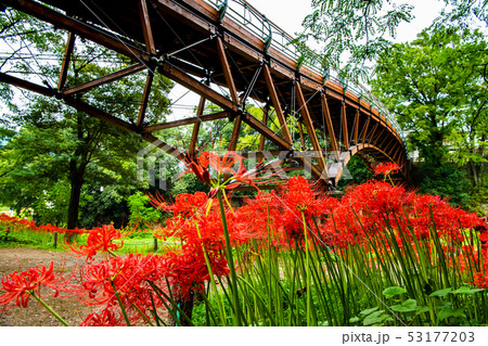 埼玉県日高市 巾着田 曼珠沙華の群生とあいあい橋 53177203