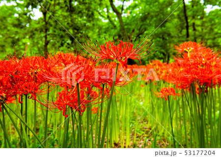 埼玉県日高市 巾着田 曼珠沙華の群生 53177204