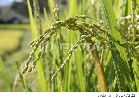 自然 植物 フル 53177222