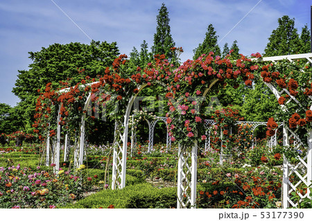 花 バラ園 バラ 53177390
