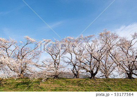 背割り堤の桜 53177564