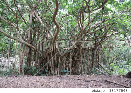 ガジュマロの木 53177643