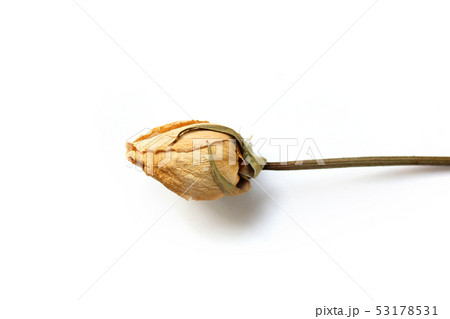 花 バラ バラの花 53178531