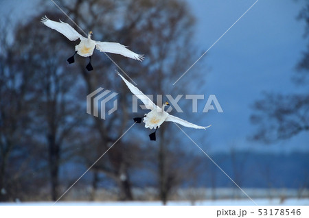 猪苗代湖の白鳥 猪苗代湖の白鳥 53178546