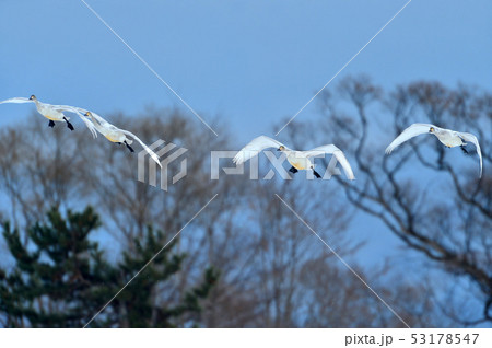 猪苗代湖の白鳥 猪苗代湖の白鳥 53178547