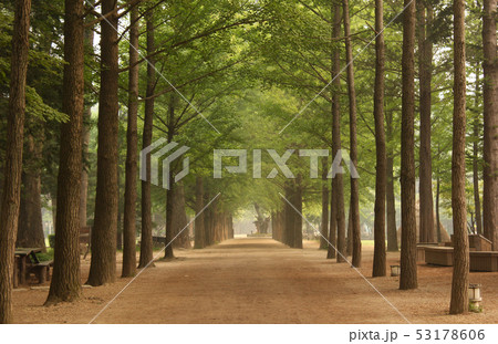 島 南怡島 韓国 53178606