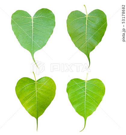 young leaf of Bodhi Tree isolated young leaf of Bodhi Tree isolated 53178682