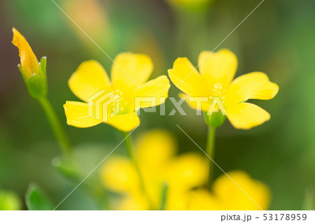カタバミ 花 53178959