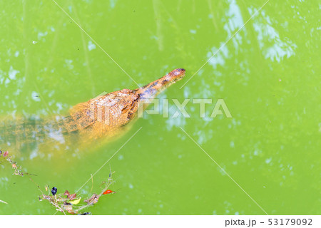 Malayan gharial in water day time. 53179092