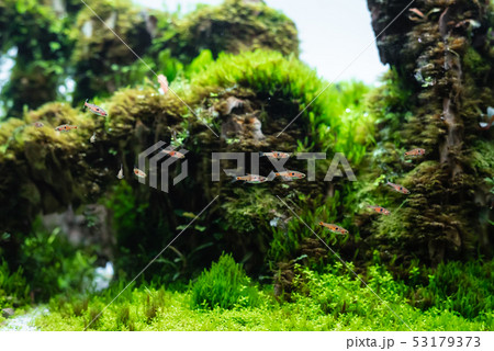 dragon stone arrangement on soil substrate with 53179373