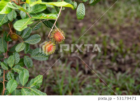 rambutant farm with red ripe fruits . 53179471