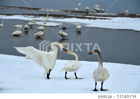 猪苗代湖の白鳥 猪苗代湖の白鳥 53180154