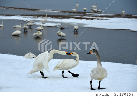 猪苗代湖の白鳥 猪苗代湖の白鳥 53180155
