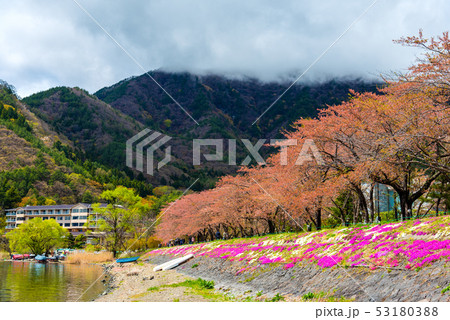 image of Sakura Flower trees rows . 53180388