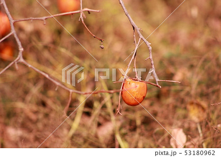 晩秋の柿 53180962