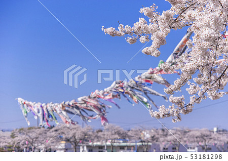 こいのぼりと桜 53181298