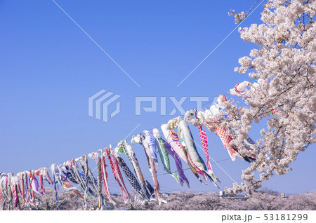 こいのぼりと桜 こいのぼりと桜 53181299